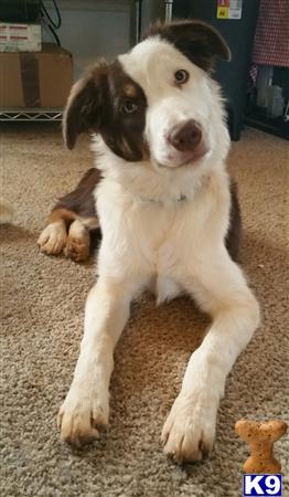 Border Collie dog