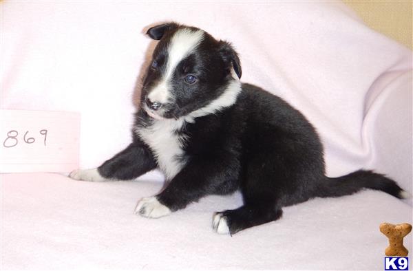 Border Collie dog