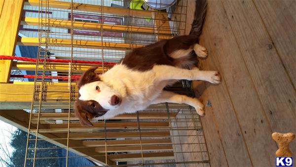 Border Collie dog