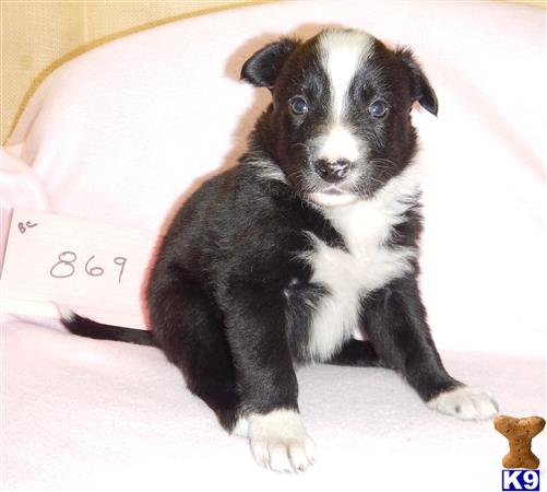 Border Collie dog