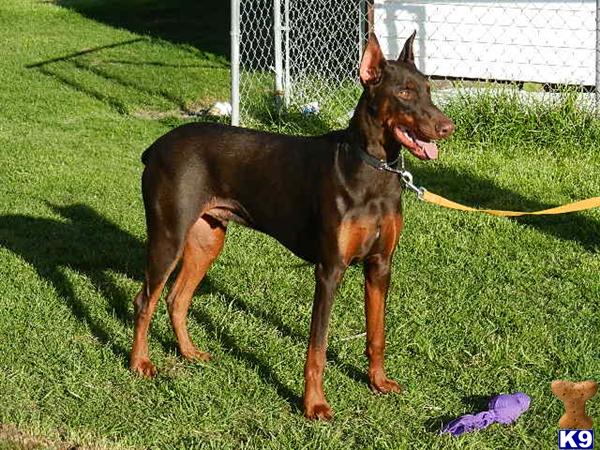 Doberman Pinscher