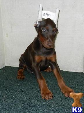 Doberman Pinscher