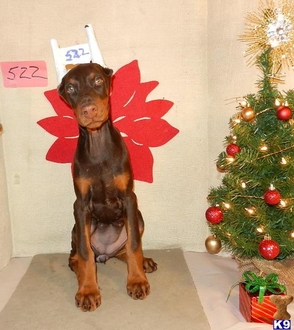 Doberman Pinscher