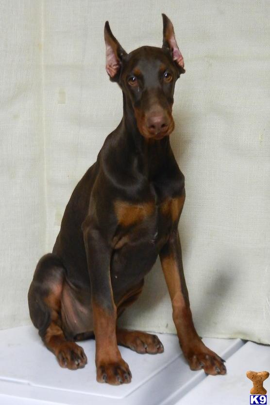 Doberman Pinscher