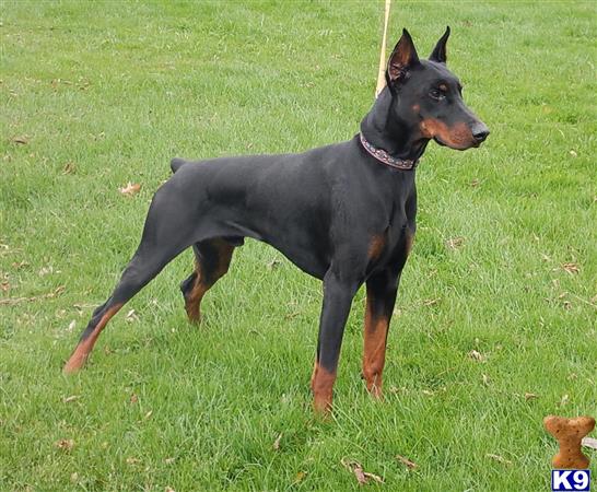 Doberman Pinscher dog