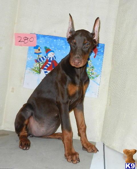 Doberman Pinscher