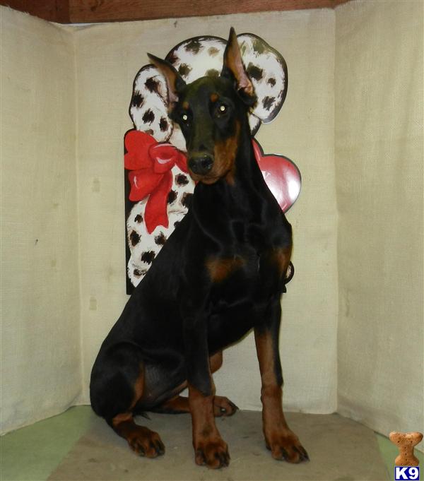 Doberman Pinscher