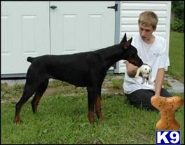 Doberman Pinscher