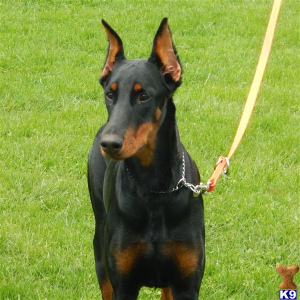 Doberman Pinscher