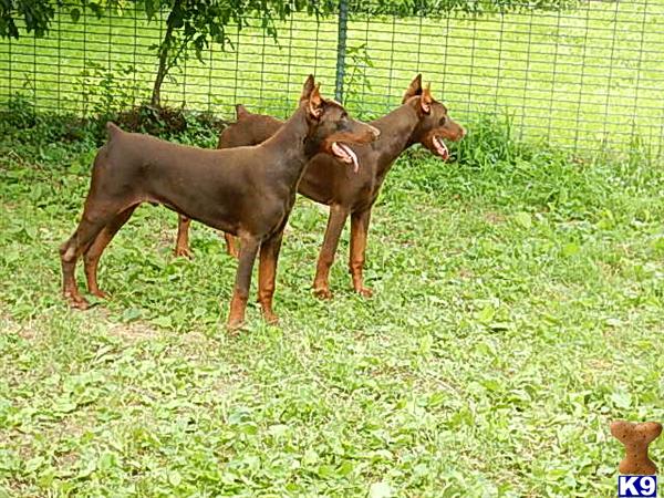 Doberman Pinscher