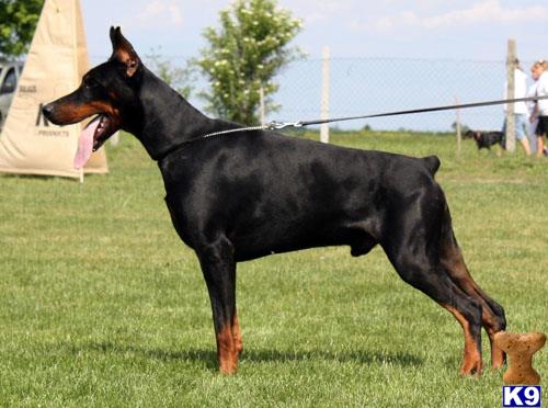 Doberman Pinscher