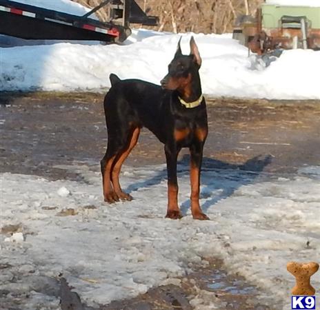 Doberman Pinscher