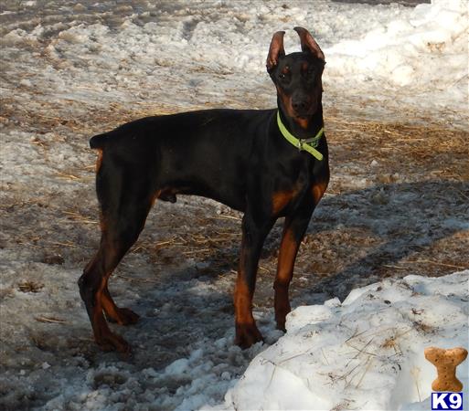 Doberman Pinscher