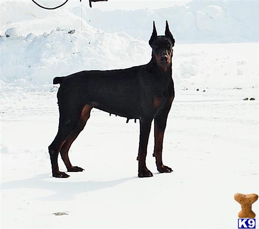 Doberman Pinscher