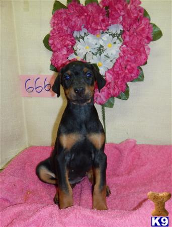 Doberman Pinscher