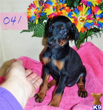 Doberman Pinscher