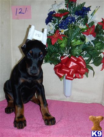 Doberman Pinscher