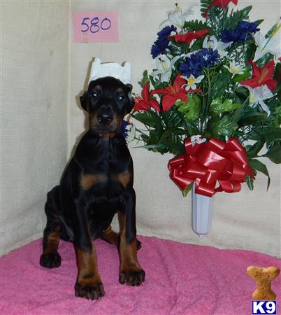 Doberman Pinscher