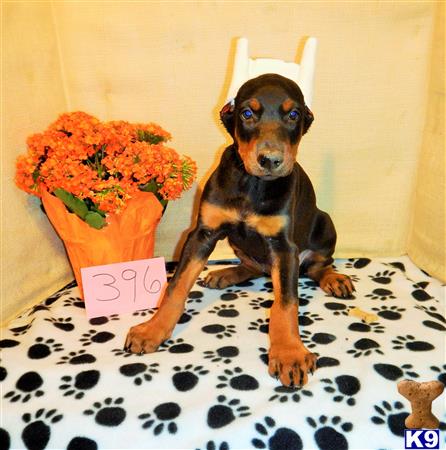 Doberman Pinscher