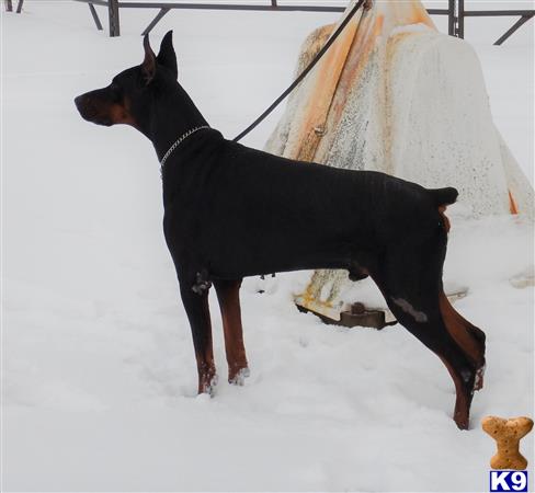 Doberman Pinscher dog