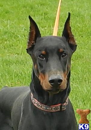 Doberman Pinscher dog