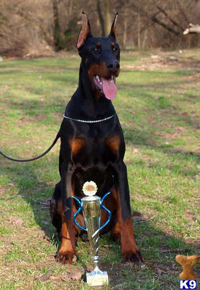 Doberman Pinscher stud dog