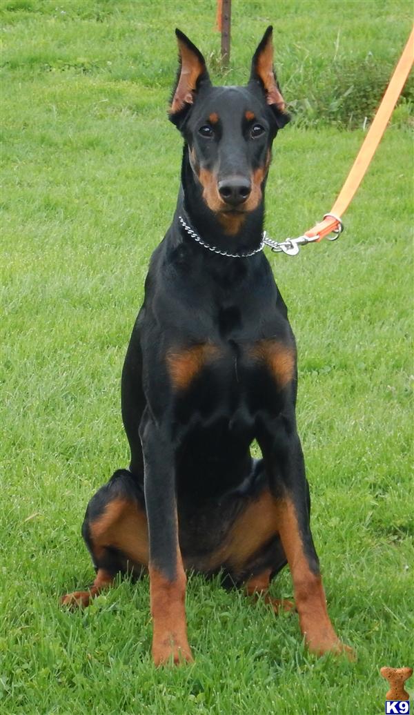 Doberman Pinscher dog