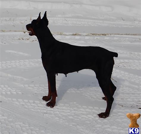 Doberman Pinscher dog