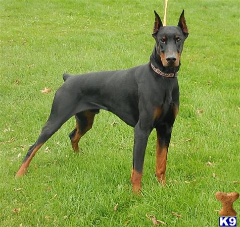 Doberman Pinscher dog