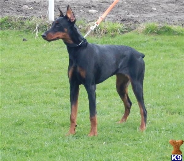 Doberman Pinscher dog