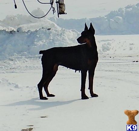 Doberman Pinscher dog