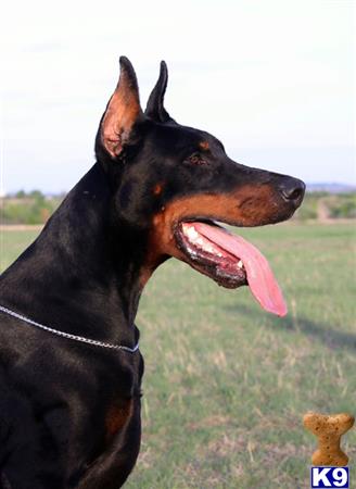 Doberman Pinscher stud dog