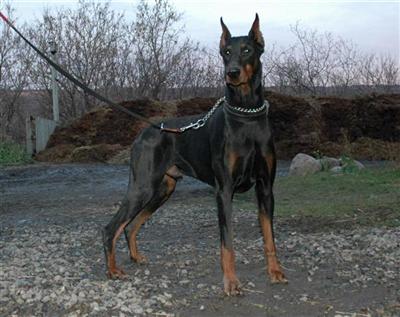 Doberman Pinscher