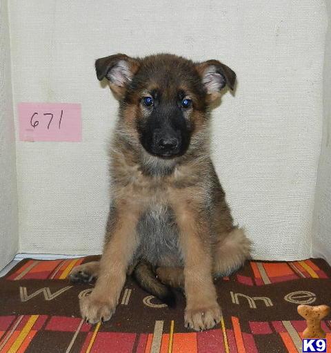 German Shepherd