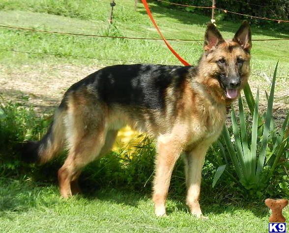 German Shepherd