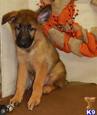 German Shepherd