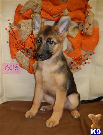 German Shepherd