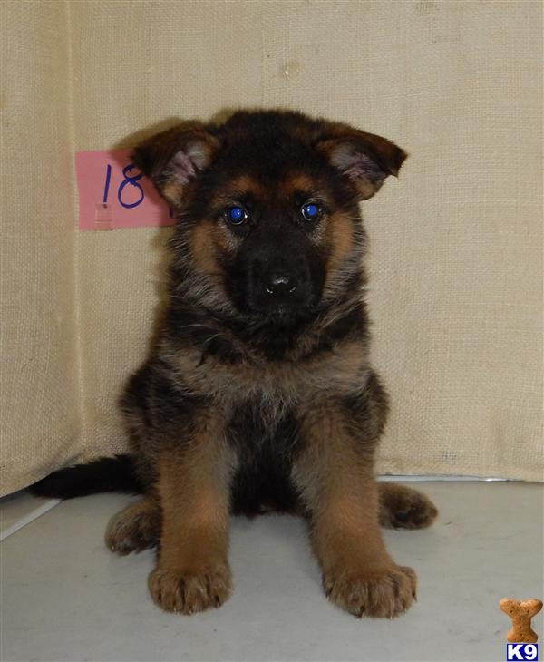 German Shepherd