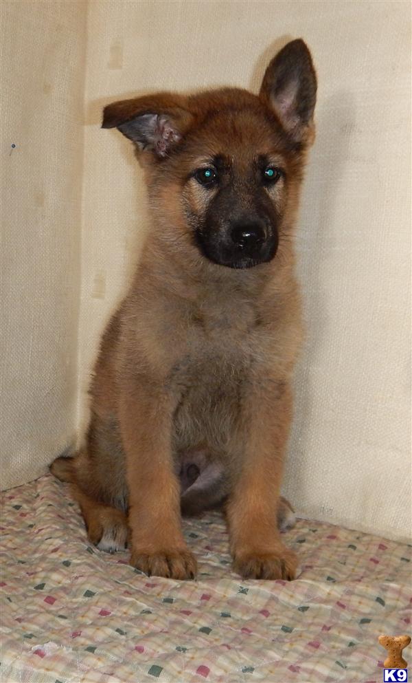 German Shepherd