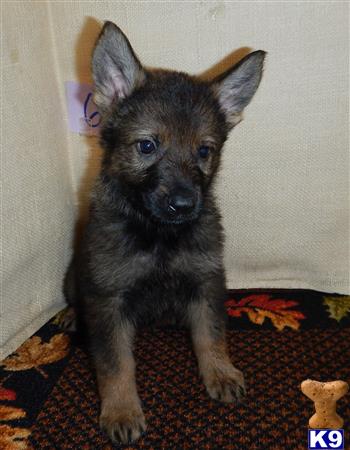 German Shepherd