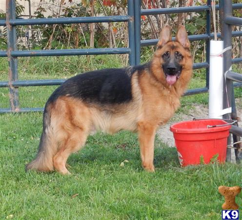 German Shepherd dog