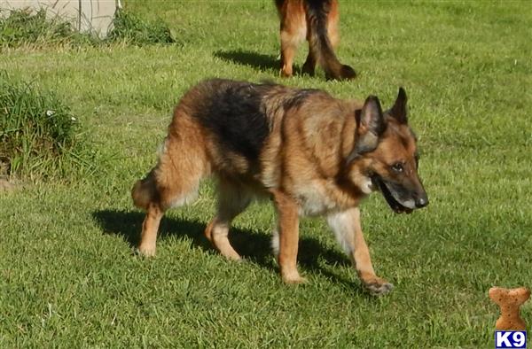 German Shepherd dog