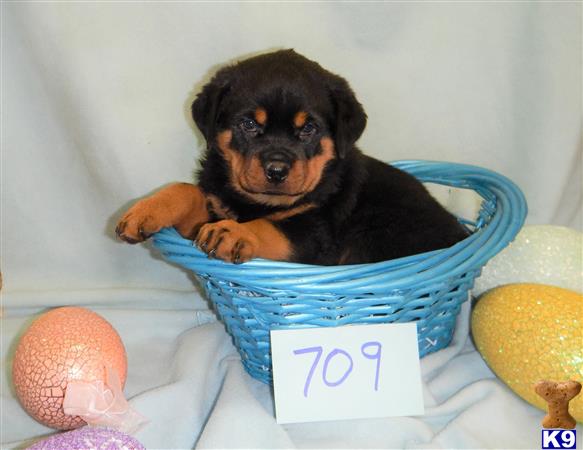 Rottweiler