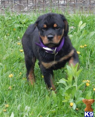 Rottweiler