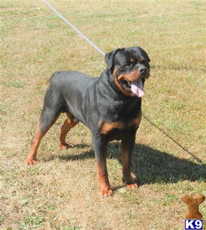 Rottweiler