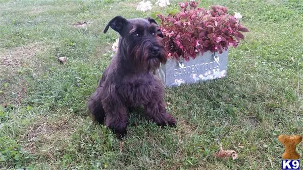 Miniature Schnauzer female dog: Black Miniature Schnauzer sitting beside a flower planter in grass
