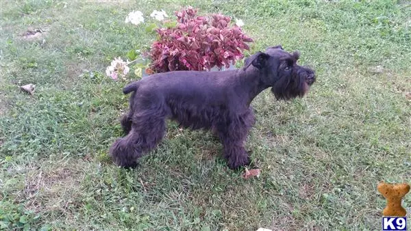 Miniature Schnauzer female dog: Black Miniature Schnauzer standing on grass near flowers