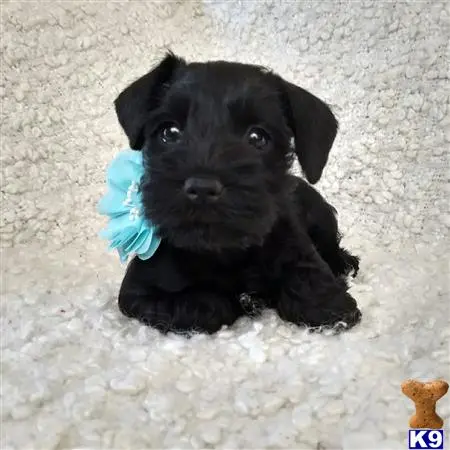 Miniature Schnauzer female dog: Black Miniature Schnauzer puppy with a blue flower accessory