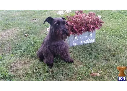 Miniature Schnauzer