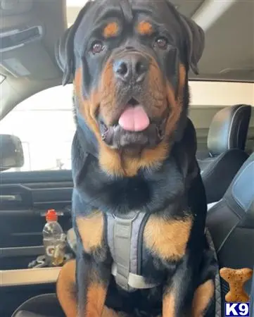 Rottweiler stud dog